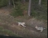 Atak wilków w Czaplinku! Zagryzły owce w skansenie historycznym