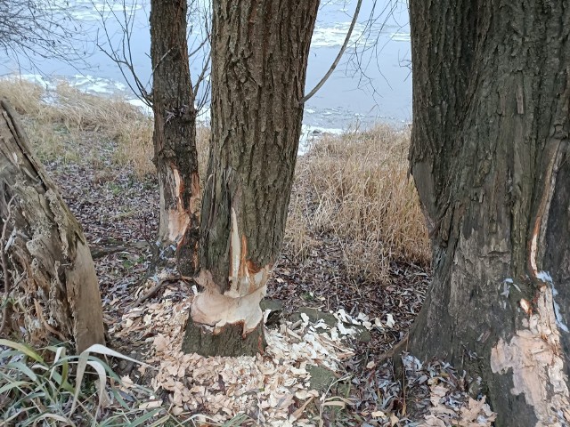 Kłopoty, które sprawiają bobry na terenach wzdłuż Wisły czy Brdy, to ostatnio niemal norma. O wszystkich naruszonych drzewach służby nie wiedzą - mogą działać tylko w przypadku zgłoszeń. Na zdjęciach - okolice Wyszogrodu.