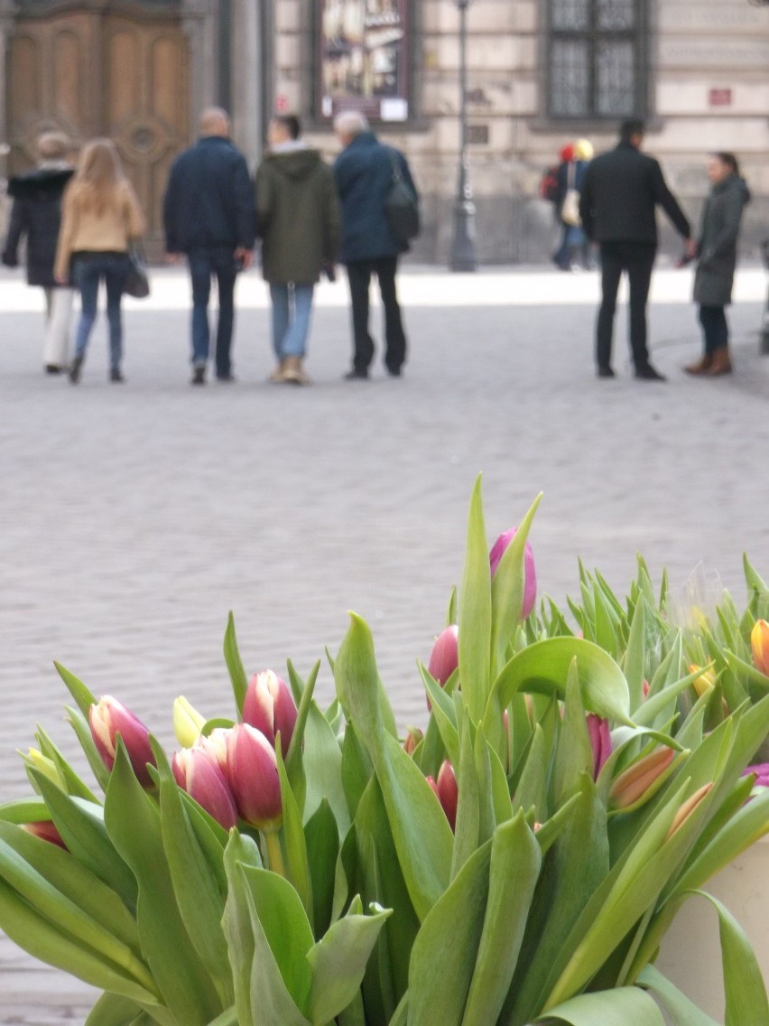 Dzień Kobiet 2014 we Wrocławiu