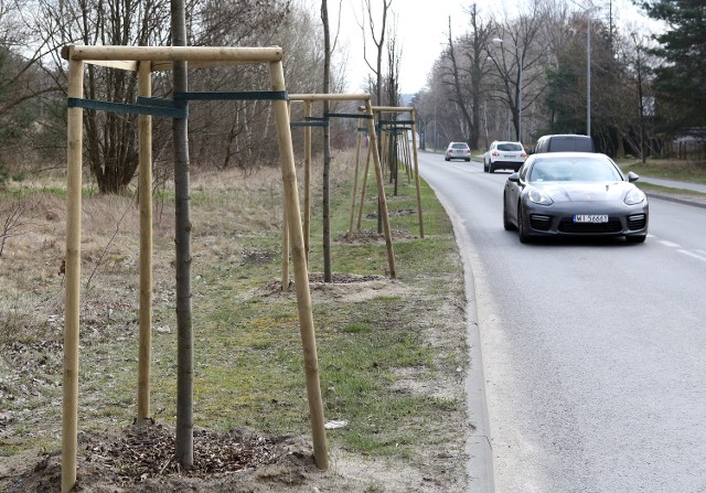 Czytelnicy  mogą ocenić, czy te drzewa (ul. Kolorowych Domów), gdy podrosną, nie będą stanowiły zagrożenia dla ruchu na ulicach