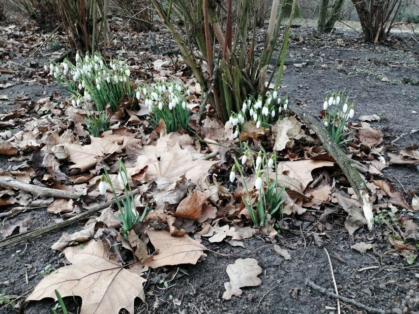 Wiosna budzi się do życia. W parku-arboretum w Gołuchowie...