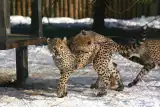 Gdańskie gepardy kończą pół roku! Rosną jak na drożdżach i uwielbiają zabawy z piłką [WIDEO, ZDJĘCIA] 