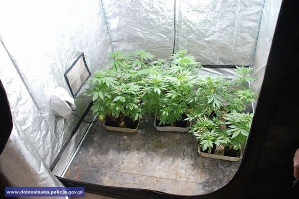 Plantacja marihuany zlikwidowana. Znaleziono 80 krzewów i ponad 4 tys. porcji narkotyku (ZDJĘCIA)