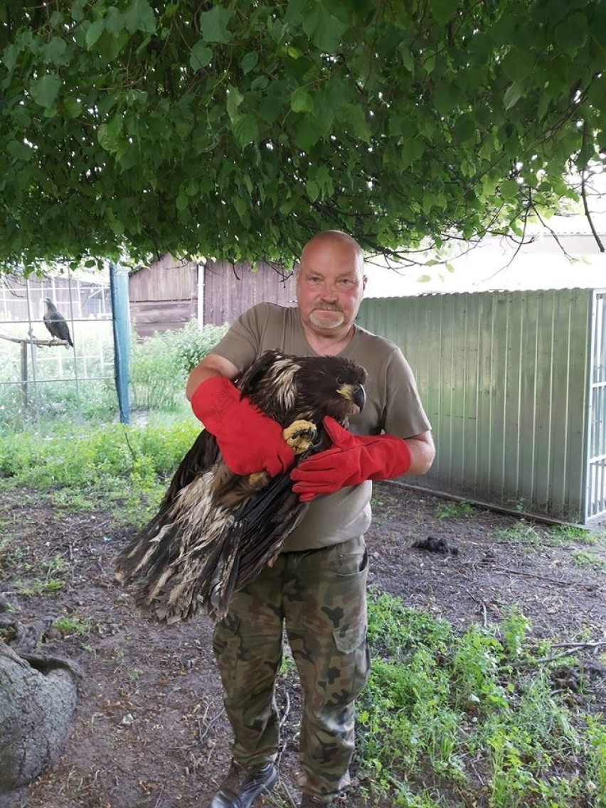 Samica orła bielika z Bełdowa została sponiewierana przez burzę. Uratowali ją weterynarze z Koła