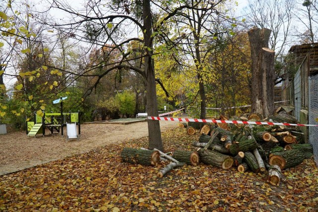 W parku Wilsona w Poznaniu przy placu zabaw wycięte zostały drzewa. Przedstawiciele Palmiarni uspakajają - wycięte są te drzewa, które zagrażały bezpieczeństwu ludzi. Planowane są też będą prowadzone tu nasadzenia kompensacyjne.