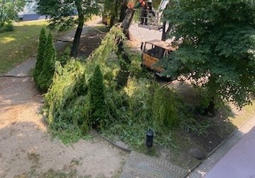 Wycinka drzew przy uli. Nowogródzkiej w Białymstoku