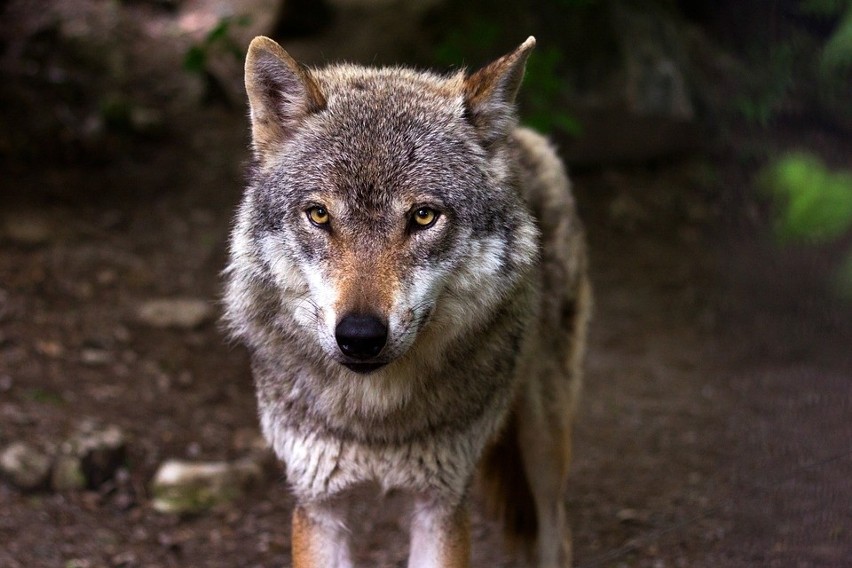 Gmina Wielgomłyny wydała ostrzeżenie o pojawieniu się wilków...