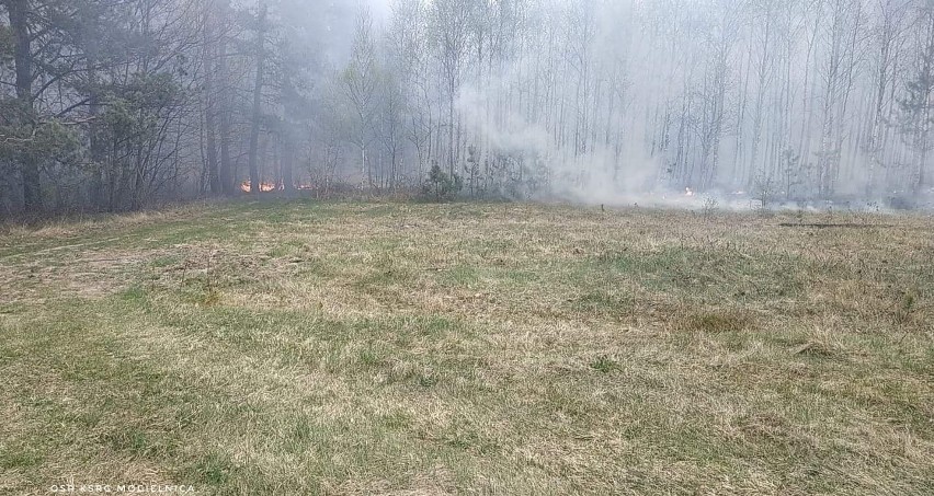 Wielki pożar lasu w gminie Nowe Miasto nad Pilicą. W akcji jednostki strażackie z Grójca i okolic. Ogień w koronach drzew gasiły samoloty