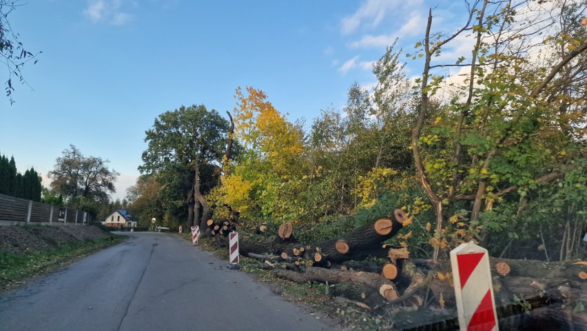 W Lusinie wycięto około setki drzew, pod topór poszły nawet...