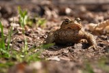 Mieszkańcy Maślic przenoszą żaby wiadrami, by je ratować