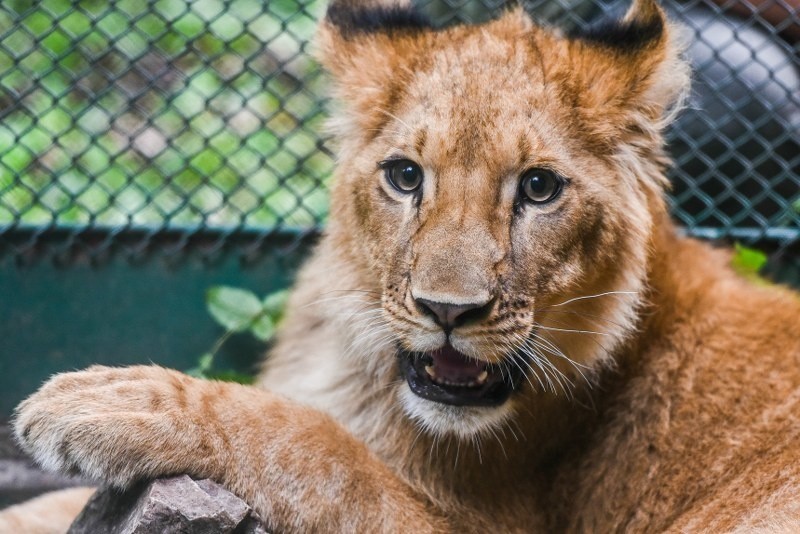 Lwy z poznańskiego zoo: Kizia ma swojego muszkietera, a Leoś wcale nie jest zazdrosny [FOTO, FILM]