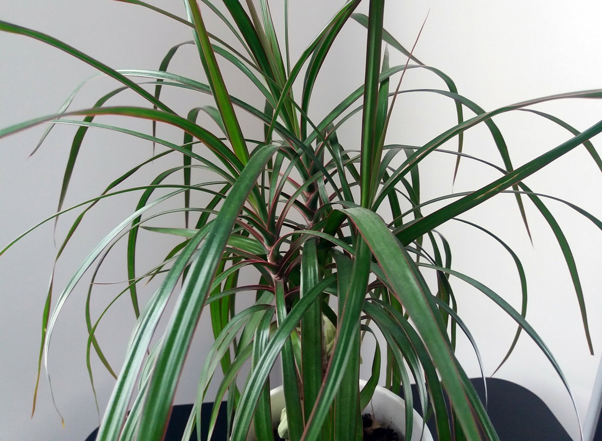 Dracena obrzeona: jak wyglda ta rolina doniczkowa i jak o ni dba?  Sprawd, co lubi dracena, a czego nie | RegioDom