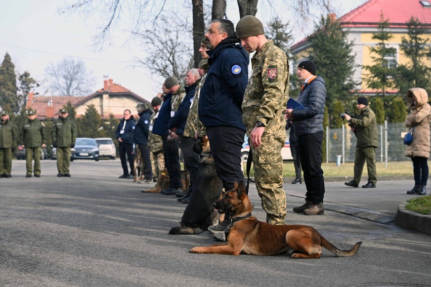 Dzielne czworonogi. Pierwsze psy szkolone w Nowym Sączu jadą na Ukrainę. Będą szukać rosyjskich min i ładunków wybuchowych