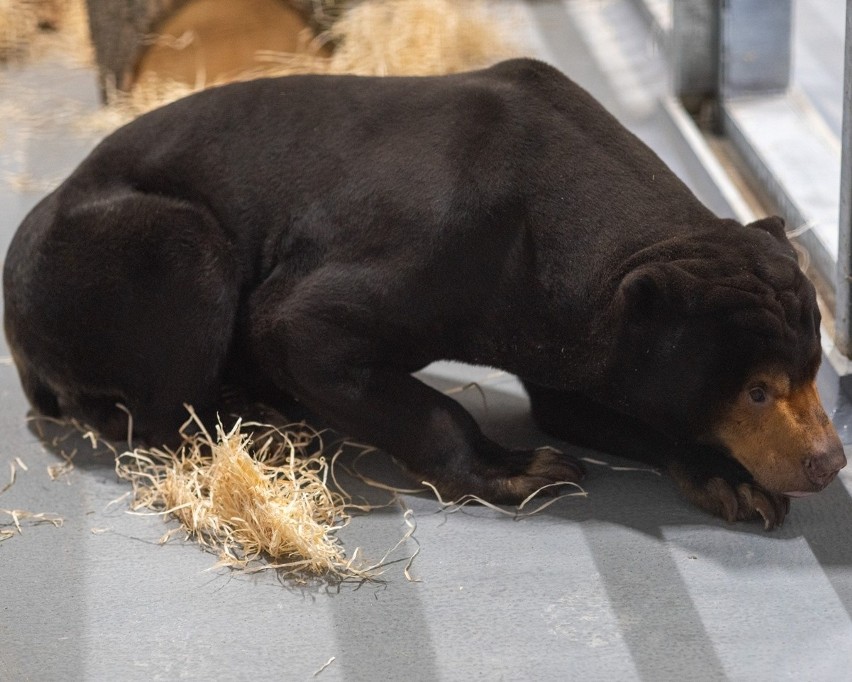 Pierwszy niedźwiedź malajski zamieszkał w Orientarium w łódzkim Zoo - przypomina dużego psa