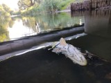 Śnięte ryby w rzece Wełnie. Na miejscu przyczyny badają inspektorzy ochrony środowiska