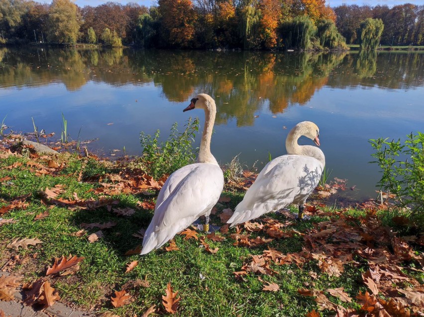 Łabędzie, które uwielbiają przebywać na Zalewie Nowohuckim....