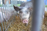 Fundusz ma promować tylko polską wieprzowinę, ze świń urodzonych i tuczonych w naszym kraju