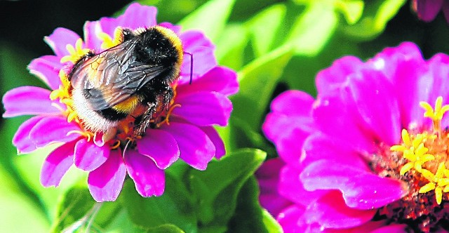 Trzmiele i pszczoły to pożyteczne owady – zapylają rośliny