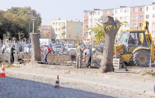 Piękne lipy i jarząby wycięto na placu Pokoju