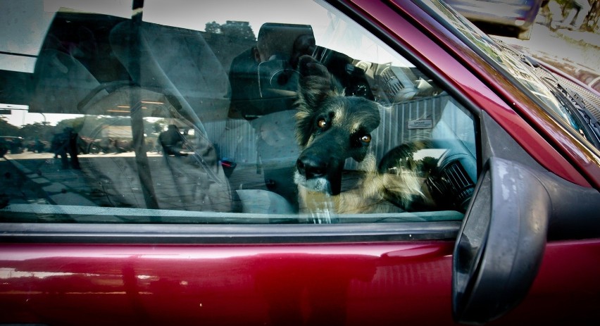 Nie zostawiaj psa w samochodzie! Zwierzę może umrzeć 
