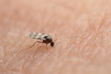 Są małe i latają chmarami. Gryzą dużo bardziej boleśnie niż komary i inne owady. W czerwcu meszki są wyjątkowo aktywne