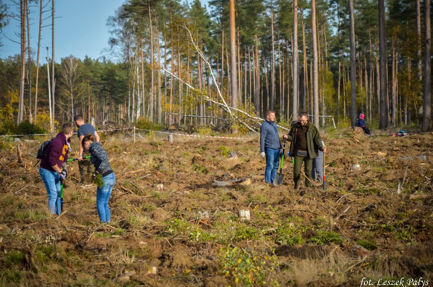 Do nasadzenia! Kolejna akcja Nadleśnictwa Lipusz. Kilkaset osób sadziło las na terenach poklęskowych (zdjęcia)