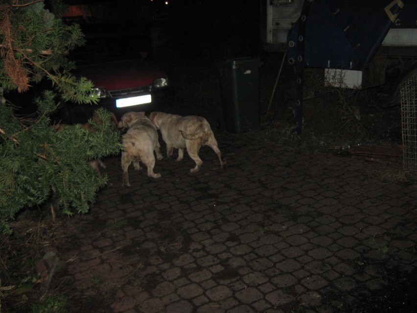 Pseudohodowla psów na Idalinie w Radomiu. Zwierzęta trzymano w skandalicznych warunkach