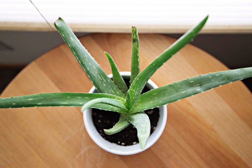 ALOES