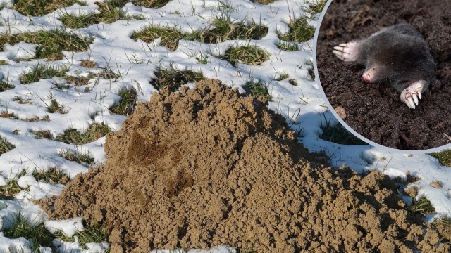 Ziemia ogrodowa ma różną jakość. Wartościowa pochodzi np. ze znienawidzonych przez ogrodników kretowisk.