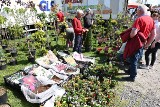 Kwiaty, sadzonki i wiele innych rośliny na giełdzie w Miedzianej Górze w niedzielę, 8 maja. Było w czym wybierać. Zobacz zdjęcia