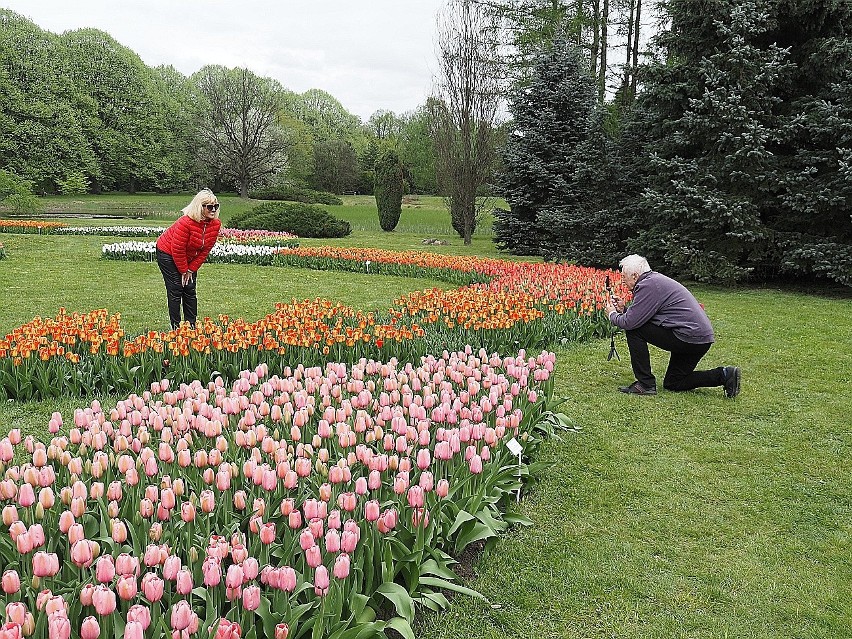Z sesjami zdjęciowymi wśród tulipanowych kobierców trzeba...