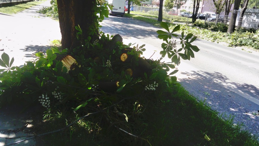Drzewo zablokowało ulicę Strzegomską [ZDJĘCIA]