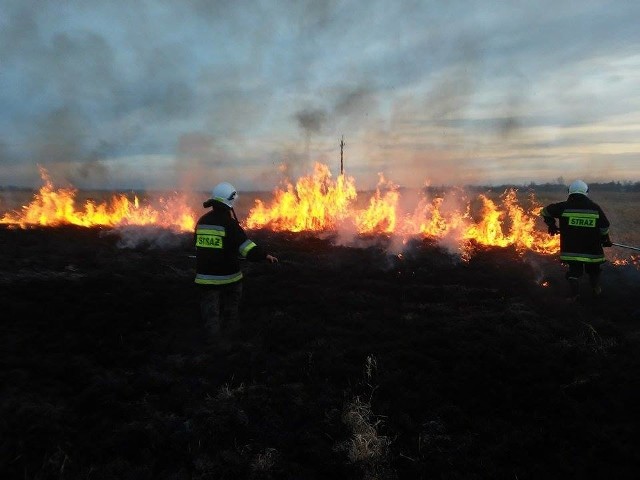 Nad Nidą koło Chrobrza spłonęło w niedzielę około 2 hektarów łąk. chroberz.info