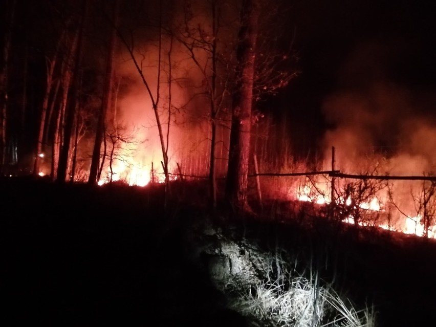 Poważny pożar lasu w pobliżu Stalowej Woli. Płonęło około 50 hektarów, z ogniem walczyło 30 zastępów straży pożarnej! - AKTUALIZACJA