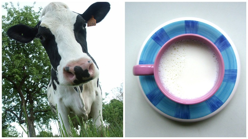 System kwot mlecznych został zniesiony od kwietnia. Ile...