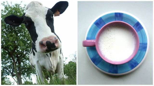 System kwot mlecznych został zniesiony od kwietnia. Ile stracili rolnicy na karach na nadprodukcję w ostatnim sezonie 2014/2015?
