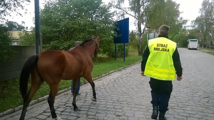 Wrocław: Konie biegały po ulicy. Uciekły właścicielowi