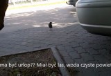 Wakacyjne żale ptaszka na parkingu w Ostrołęce (wideo)