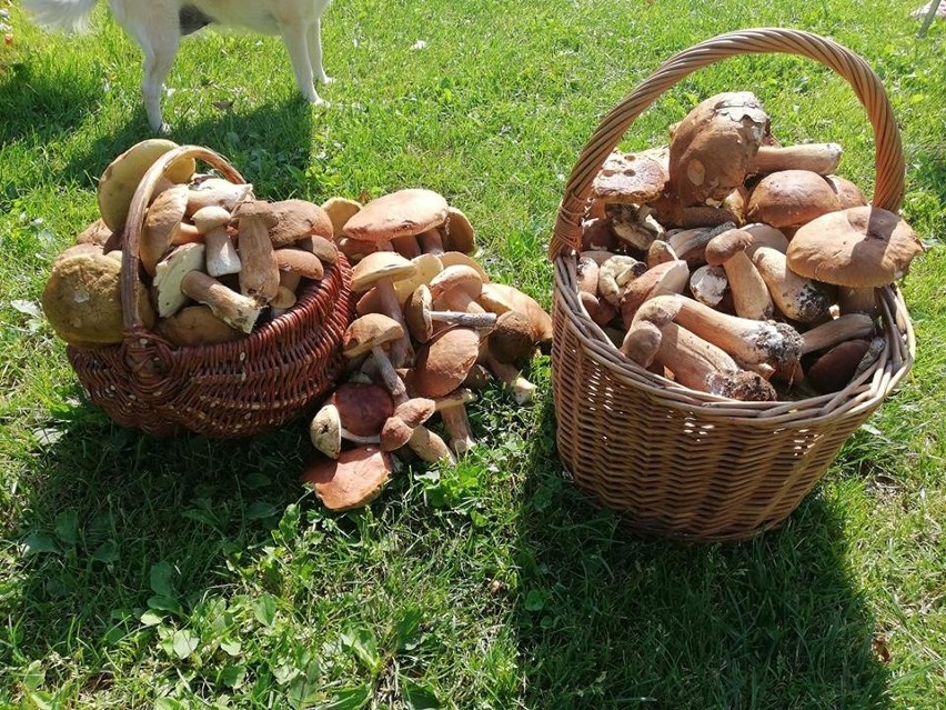 Wysyp grzybów w lasach woj. lubelskiego. Pochwalcie się swoimi zbiorami (ZDJĘCIA CZYTELNIKÓW)