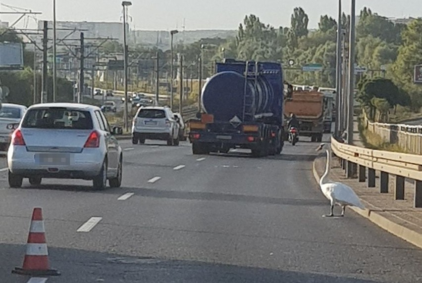 Niecodzienna interwencja. Łabędź błądził po Moście Pionierów. Ptak uratowany! 