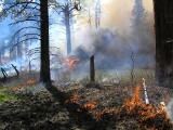 Ostrołęka i powiat: Kamerami w podpalaczy. Czy nasze lasy są bezpieczne?
