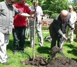 Tulipanowiec dla sławnego śpiewaka. Wiesław Ochman ma swoje drzewo w Busku