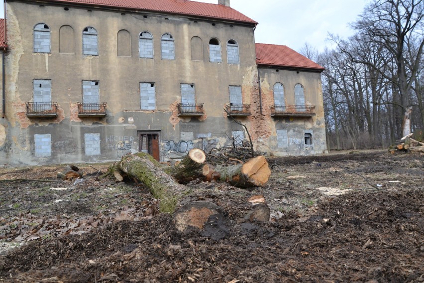 Wióry lecą w zabytkowym parku w Baranowicach. Co z drzewami?