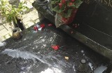 Ataki wandalizmu na starym cmentarzu w Słupsku