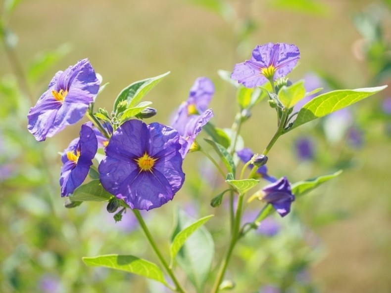 Psianka Rantonneta ma intensywnie niebieskofioletowe kwiaty...