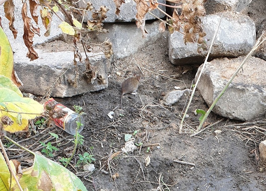Mieszkańcy narzekają na szczury w Białymstoku