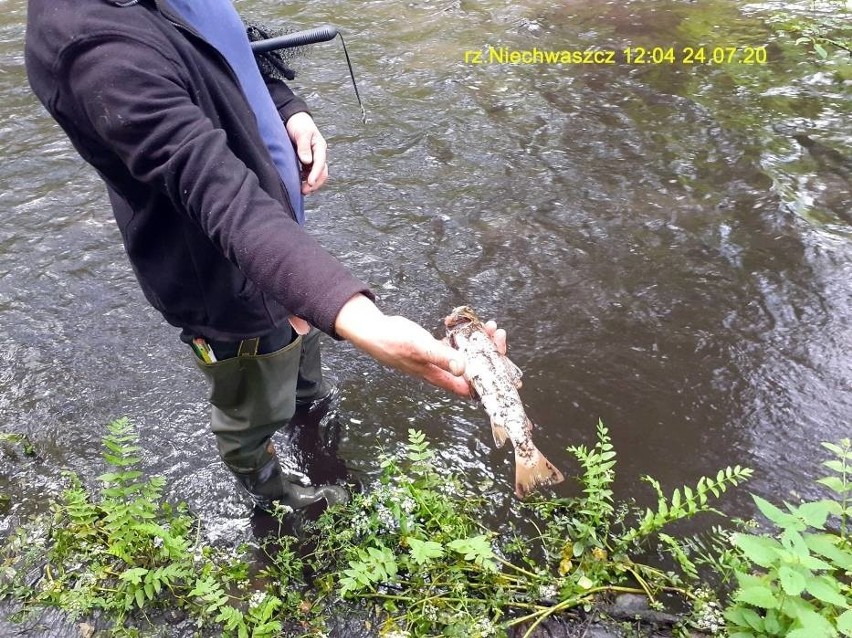 Katastrofa ekologiczna w rzekach Niechwaszcz i Wda. Miłośnicy przyrody załamują ręce, urzędnicy sprawdzają dokumenty [zdjęcia]