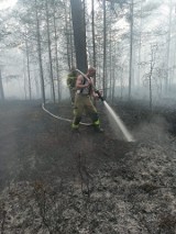 Ogromna strata ekologiczna na Początku Polski. Pożar na Półwyspie Helskim strawił około 2 ha lasu. To była wykańczająca walka z ogniem 