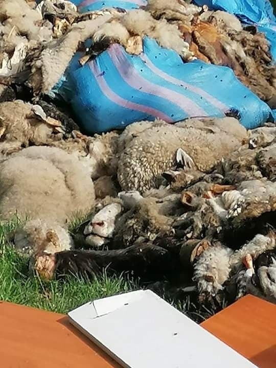 Odpady zwierzęce porzucone w lesie na terenie Mysłowic....
