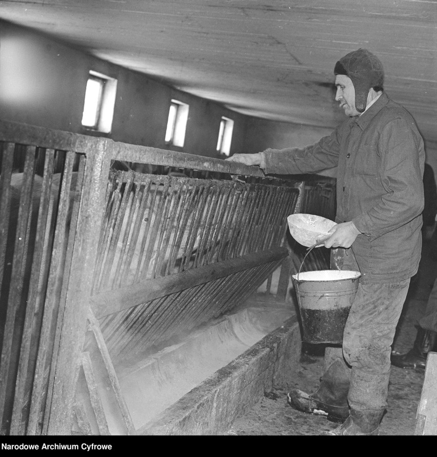 Hodowla zwierząt w gospodarstwie w Radzyminie, 1980 rok
